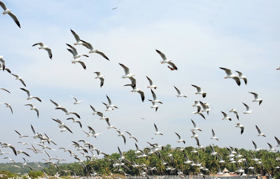 Kadalundi Bird Sanctuary, Kozhikode, Kerala - Vushii.com Kadalundi Bird Sanctuary, Kozhikode, Kerala - Vushii.com